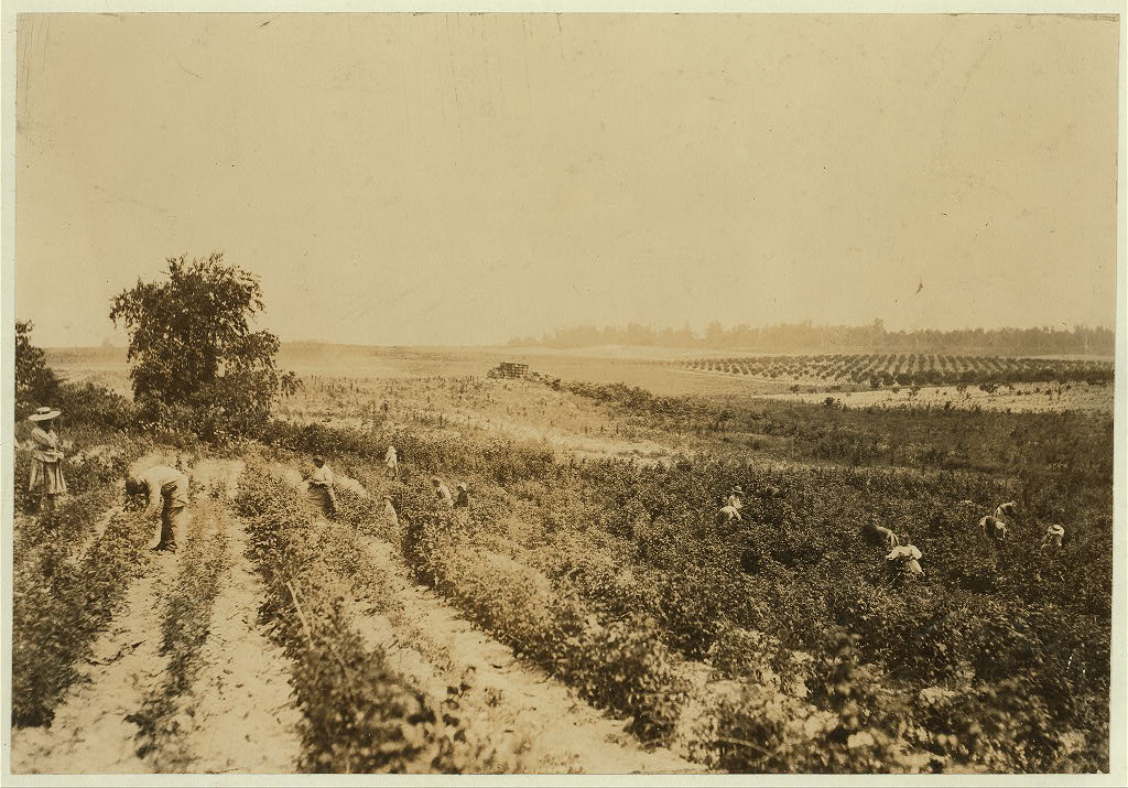 "A strawberry field on Rock Creek, near Baltimore. Whites and negroes, old and young, work here from 4:30 A.M. until sunset some days. A long hot day.", 1909 - Lewis Hine - <i>Library of Congress</i>