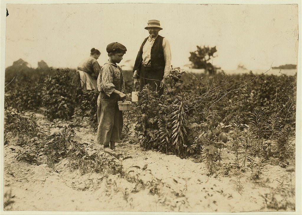 "Johnnie Yellow, a young Polish berry picker on Bottomley Farm, Rock Creek, near Baltimore, Md. Says he is 10 years old and has gone to Biloxi, Miss. for 9 years (with family) and has worked there in winter and here in summer for three years. He is stunted, being only about 39 inches high. Many of these children are stunted.", 1909 - Lewis Hine - <i>Library of Congress</i>