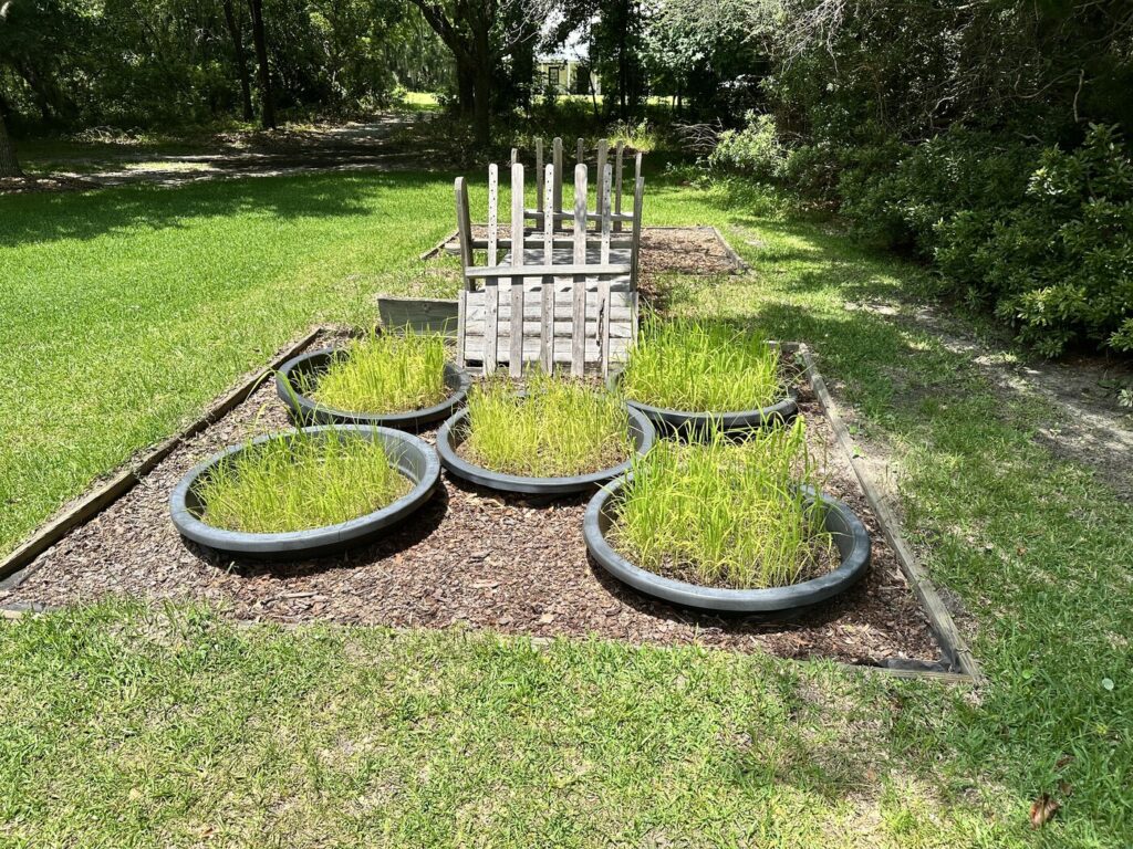 And a few barrels of rice. - Photo by the author