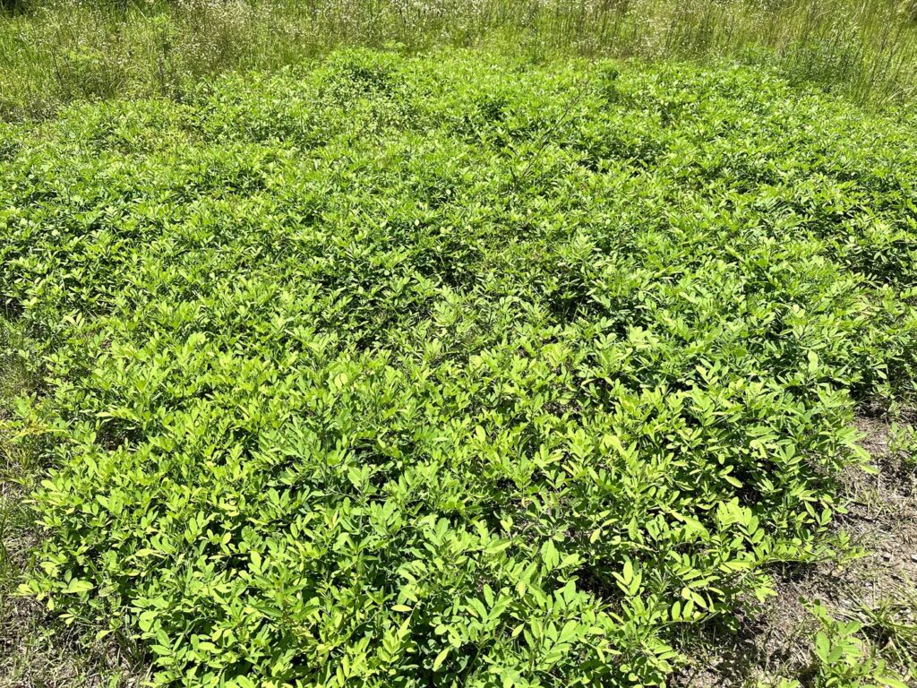 They have a small plot of indigo growing. - Photo by the author