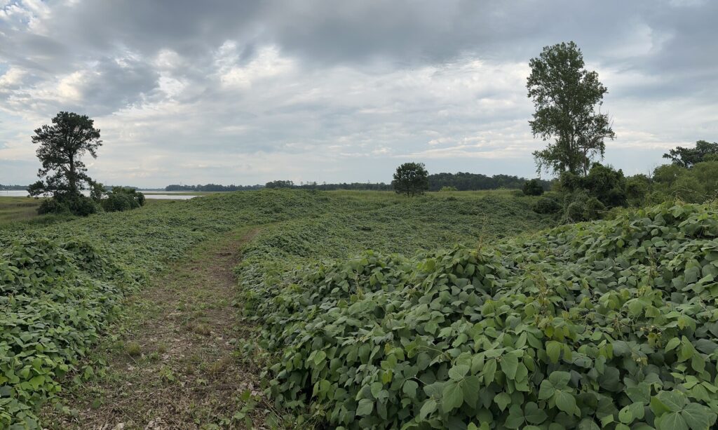 The remains of Fort Huger at Hill's Point. - <i>Photo by the author</i>