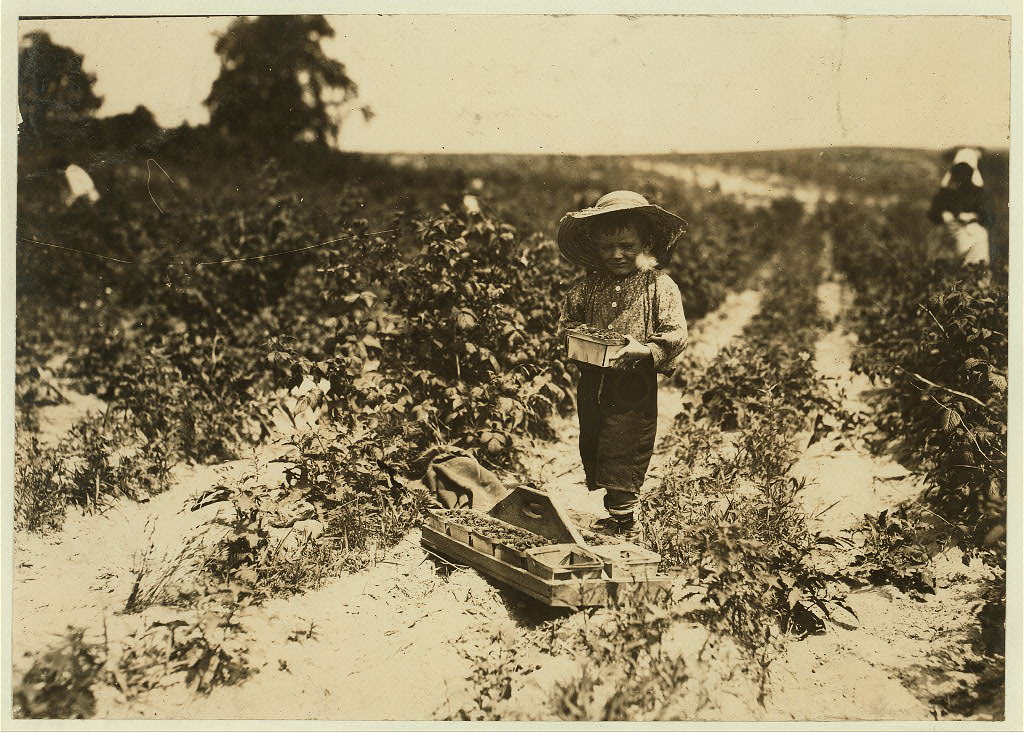 "A four year old helper in the berry field, Rock Creek, near Baltimore. Mother said, 'He helps little.'", 1909 - Lewis Hine - <i>Library of Congress</i>