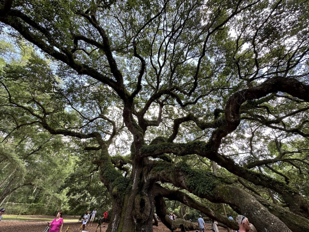 A wide angle view of the Angel Oak. - <i>Photo by the author</i>